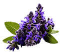 turkesterone
