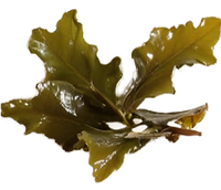 Bladderwrack