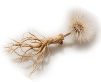 Dandelion Root