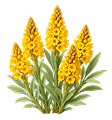 cistanche