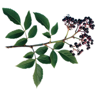 Elderberry