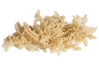 Sea Moss