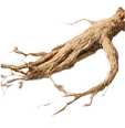Burdock Root